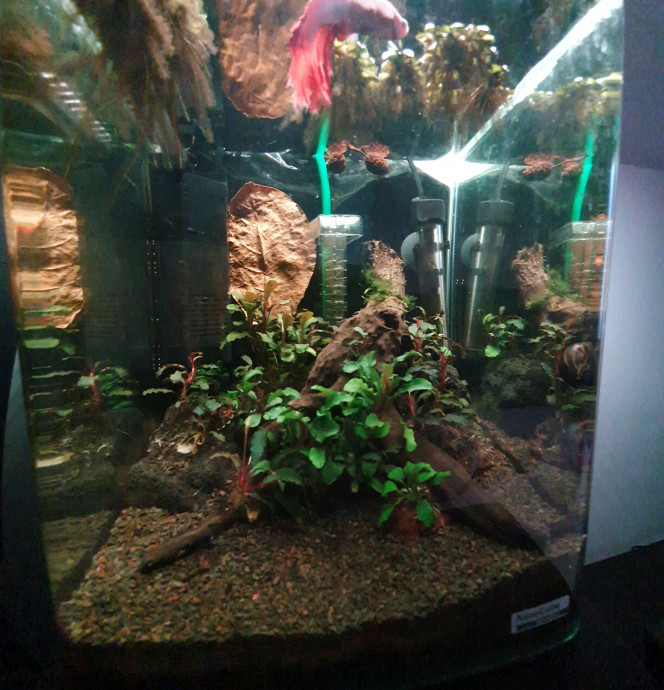 Gros changement Bac bucephalandra et quelques anubia mini