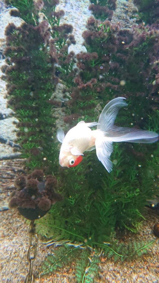 Problème comportement poisson rouge (vessie natatoire ?), sur le forum de  discussions FishFish Aquarium et Aquariophilie