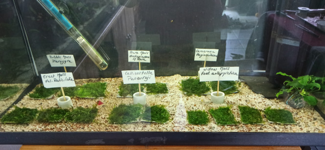  Mises en pads + Kit CO2 (gelée de sucre/levure)
- 1 Pancuraji (Calicostella sp Pancuraji)
- 1 Erect Moss (Vesicularia Reticulata)
- 1 Bubble Moss (Plerogyra)
- 1 Rare Moss (Hookeriaceae sp Rare)
- 1 Cameroon Moss (Plagiochilaceae)
- 1 Willow Moss (Fontinalis Antipyretica)