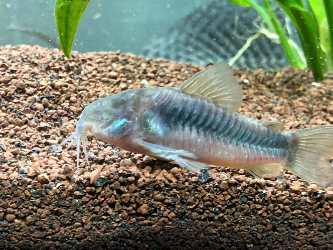Corydoras bronze / Corydoras aeneus La mascotte borgne =)