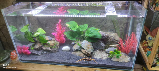 Mise en eau Mise en eau du bac et ajout de quelques plantes.