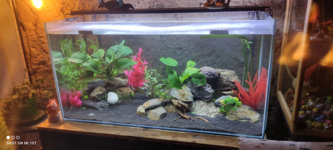 Nouvelles plantes Ajout de plantes et nouvelle agencement du bac.