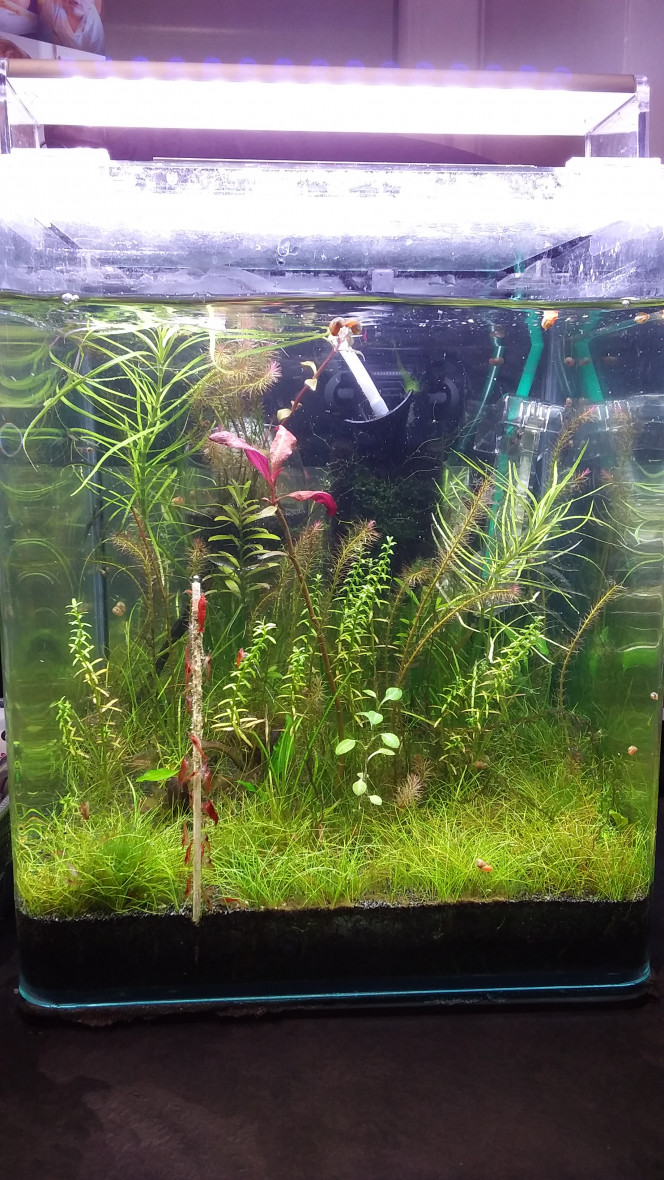 Comment nettoyer le filtre de son aquarium ? - Jardiland