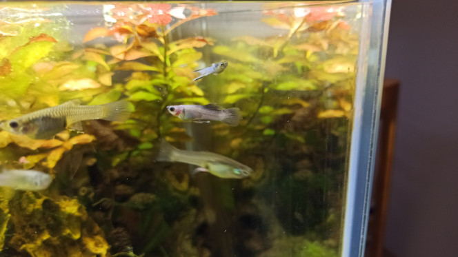 Endler Panda ? Arivée d'un endler Panda (pas sûr du nom, je ne trouve pas sur le net) et de 4 nouvelles copines, ça va suffire pour les poissons !!