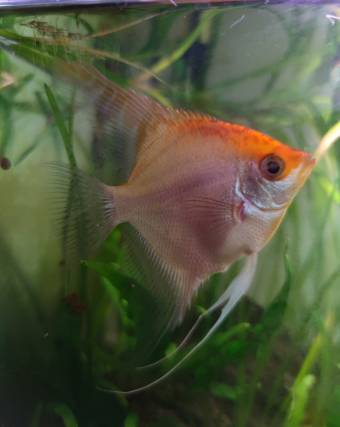 Photographie du post de Ryuu 