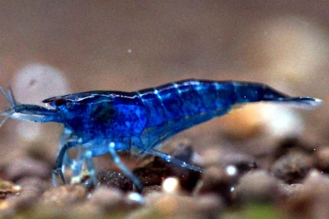 Blue Dream Arrivée de 9 crevettes Neocaridina Blue Dream.
Aucune idée de ce qu'est devenue la 10ème ?!?
Elles se sont immédiatement planquées dans les nombreuses cachettes mises à dispo !!
J'attends qu'elles prennent confiance afin de les voir batifoler dans le bac !!