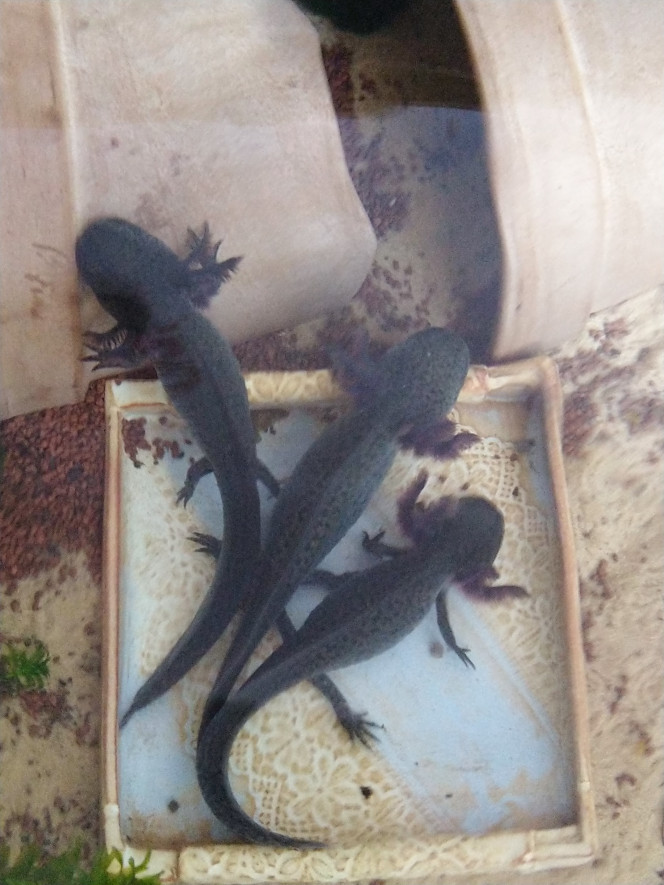 A table les axolotls ! Ces trois axolotls sont d'une même ponte. Je pense que le mâle est le plus grand au milieu. Ils sont passés de 10-12 cm à 16 cm en un mois!!!