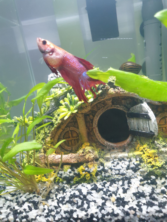 Alimentation pour Bettas – Bien nourrir son poisson Combattant