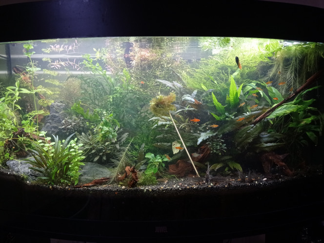 Post jardinage Sur le pic une touffe de fissidens, grosse attaque de filamenteuses dans le nano, team japonica a tout nettoyé en 2h