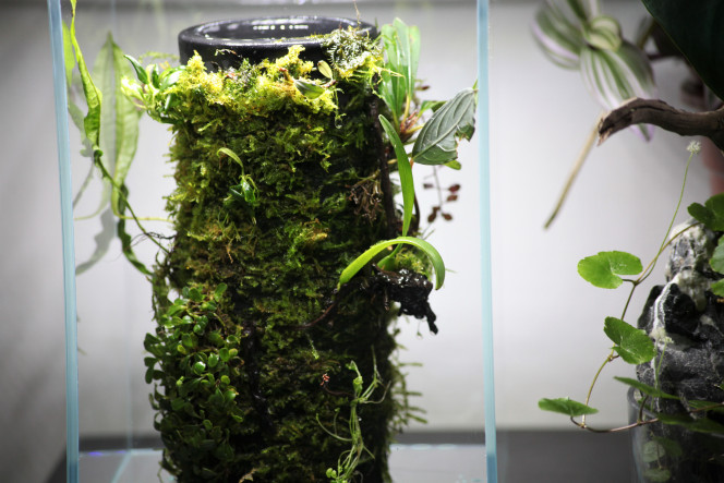 DOOA terra base Format unique est incroyable pour y faire pousser des plantes tel un mur végétale