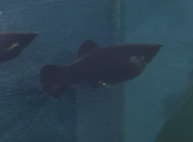 Photographie du post de Pumba35 