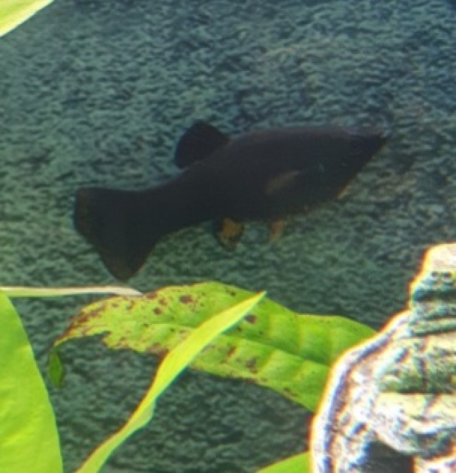 Photographie du post de Pumba35 