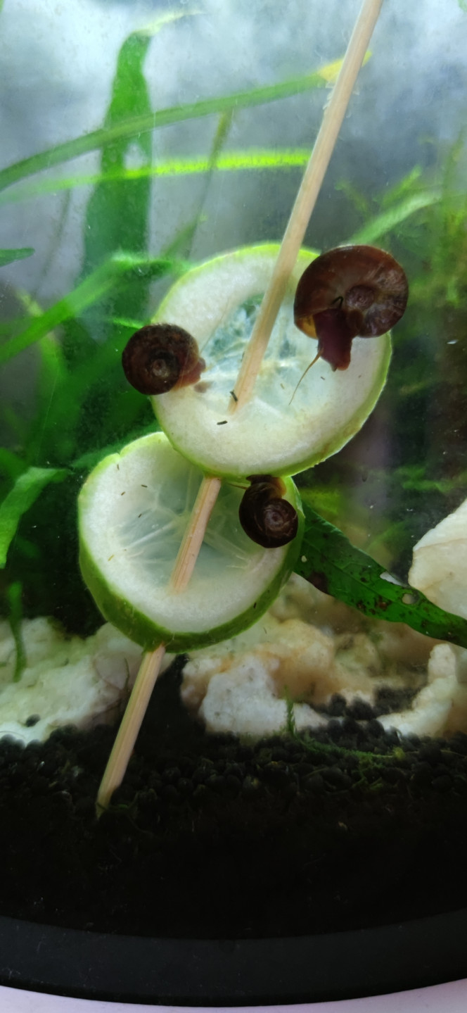 Photographie du post de Ryuu 