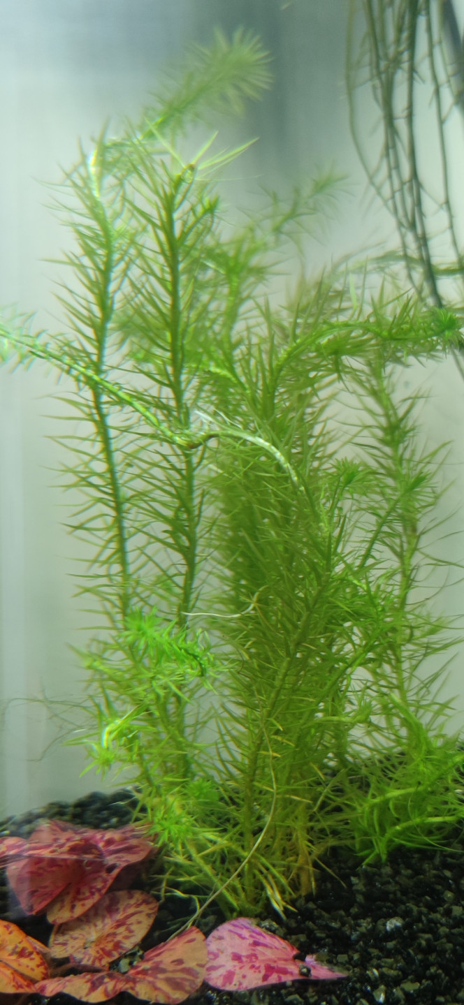 Photographie du post de Ryuu 