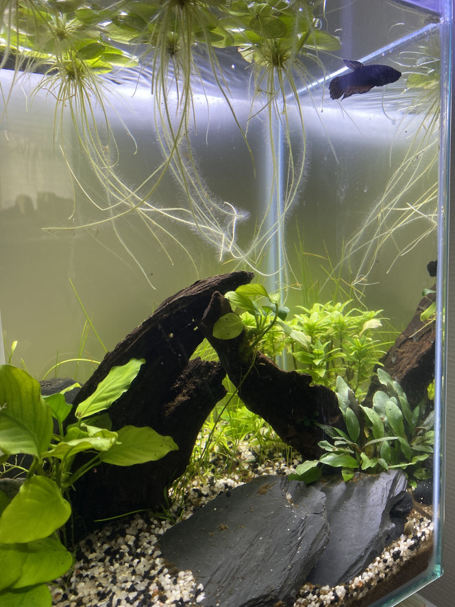 Nourrir de jeunes axolotls entre 4 et 6 mois, sur le forum de discussions  FishFish Aquarium et Aquariophilie