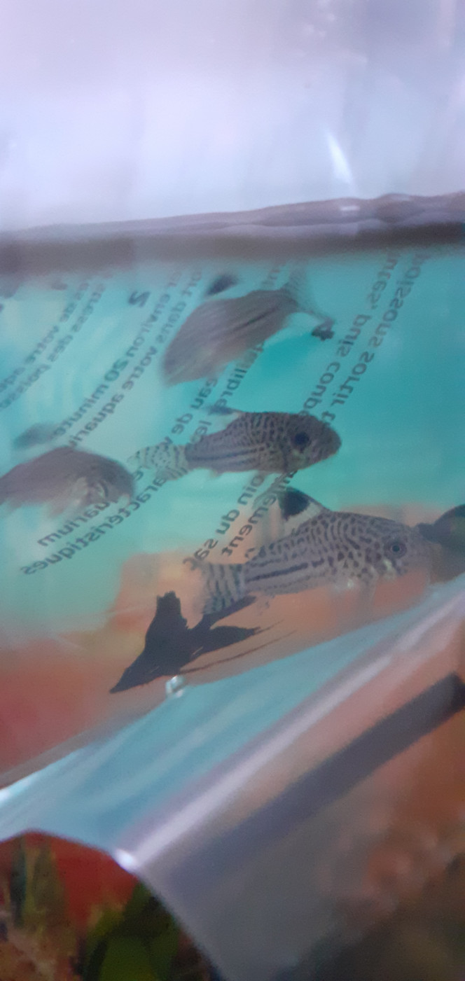 Corydora trilineatus Arrivé de 4 corydoras