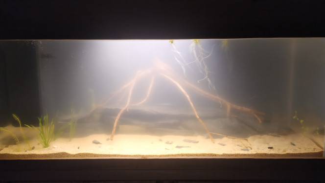 Mise en eau Quelques plantes pour le moment (elodea, ludwigia, vallisneria, grenouillettes), faut que j'achète une longue pince.... :'D