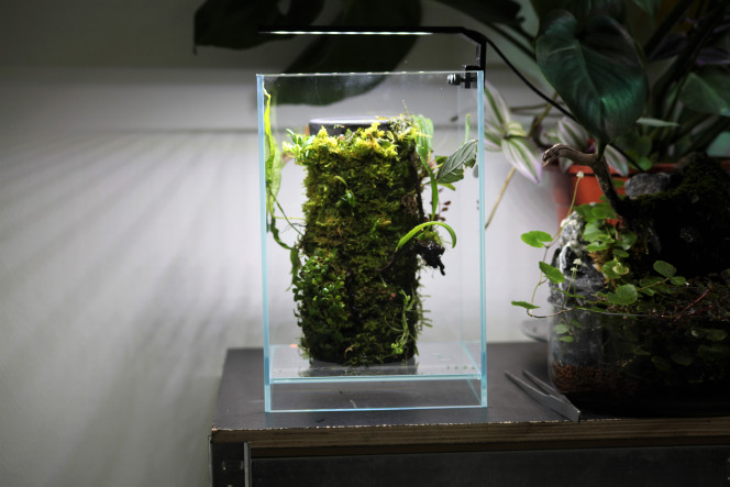 DOOA terra base j'adore voir la manières dont les  plantes commence a s'ancrer au pot, vraiment un de mes projets préféré