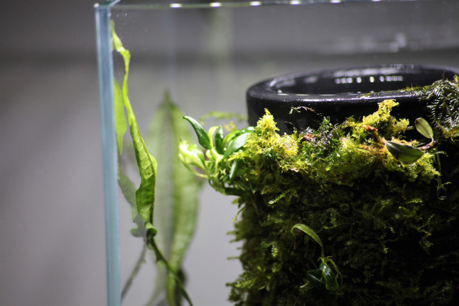 DOOA terra base j'adore voir la manières dont les  plantes commence a s'ancrer au pot, vraiment un de mes projets préféré