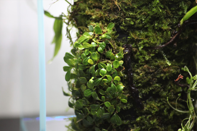 DOOA terra base j'adore voir la manières dont les  plantes commence a s'ancrer au pot, vraiment un de mes projets préféré