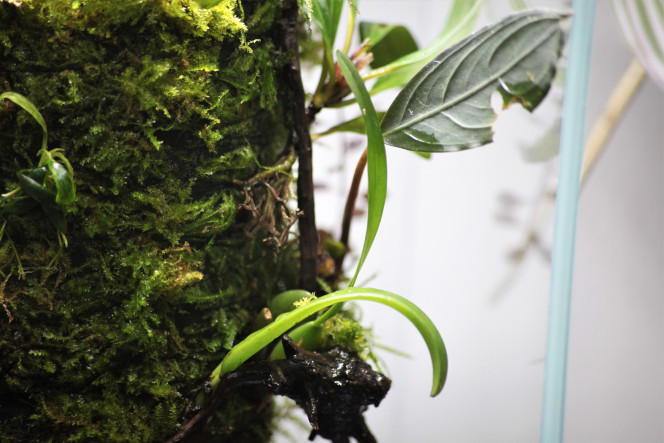 DOOA terra base j'adore voir la manières dont les  plantes commence a s'ancrer au pot, vraiment un de mes projets préféré