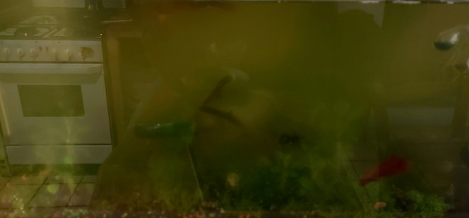 Photographie du post de Ayolit 