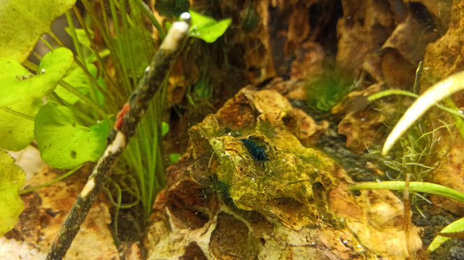 Crevette sur rocher 2 mois après la mise en eau, explosion de vie !!
Les escargots se promènent, les crevettes sortent petit à petit de leur cachette et... les premières naissances des bébés Endler, sûrement la progéniture de Rio et Rainbow Warrior, les premiers arrivés :D