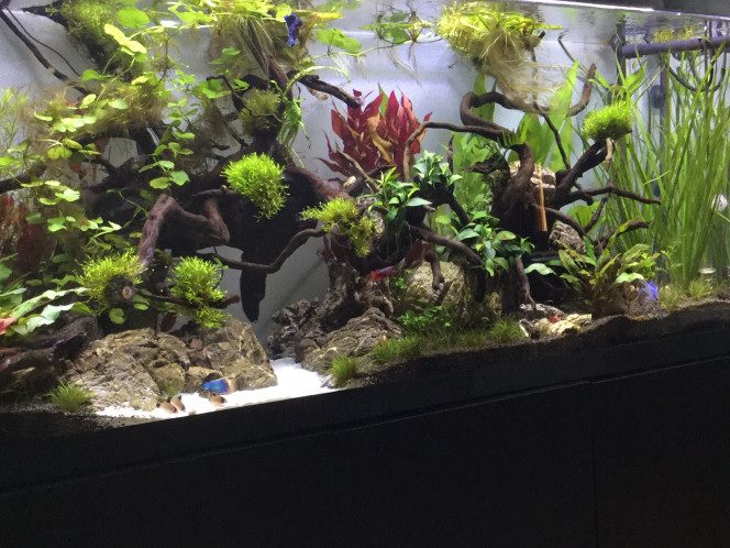 Grand jour Aquarium optiset aquael 240 l 
Sol : aquabasis plus et manado
Rampe wrgb micmol 120 (23000 lm)
Co2 sodastream
Filtration externe eheim  350 pro 5