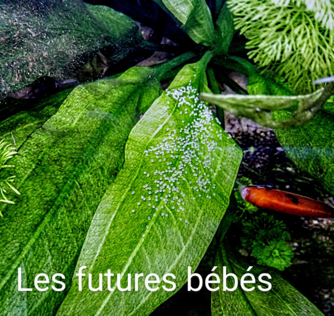 Photographie du post de Georges62 
