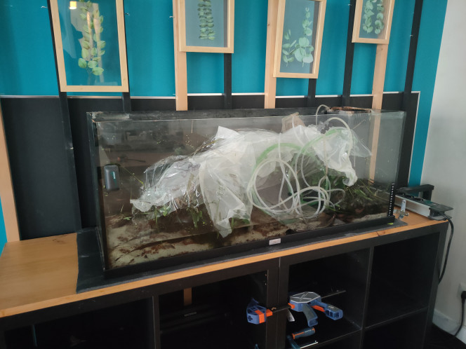 La rentrée Je sais pas vous mais moi, en septembre, j'ai souvent une pulsion de changement d'aménagement d'intérieur. Cette année c'est violent. Je renverse tout le séjour et tous mes aquariums vont se déplacer. Aujourd'hui, c'est le communautaire.... J'ai capturé la plupart des poissons qui attendent paisiblement dans des bacs ikea, par contre c'est protection maximale pour les plantes car tout ça c'est long.... Couverture par du sopalin et du film plastique pour les maintenir le plus possible humides