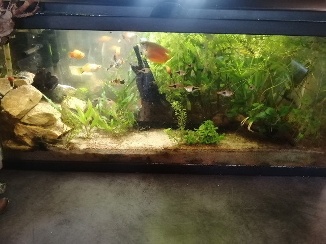 Photographie du post de Aquagarden83 
