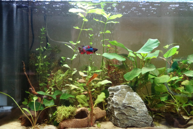femelles betta 