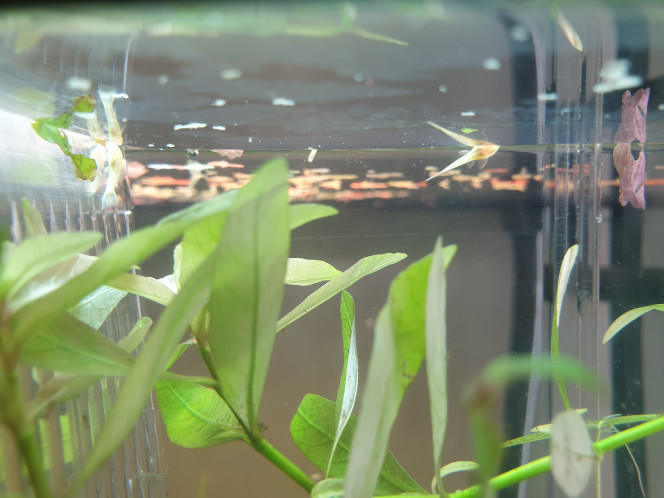 Aquarium salon 2 petits ancistrus de 7 jours rescapés de la dernière ponte.