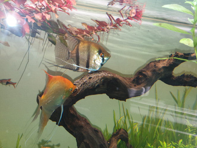 Aquarium salon Un des couples de scalaires en plein frai.