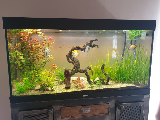 Aquarium salon 