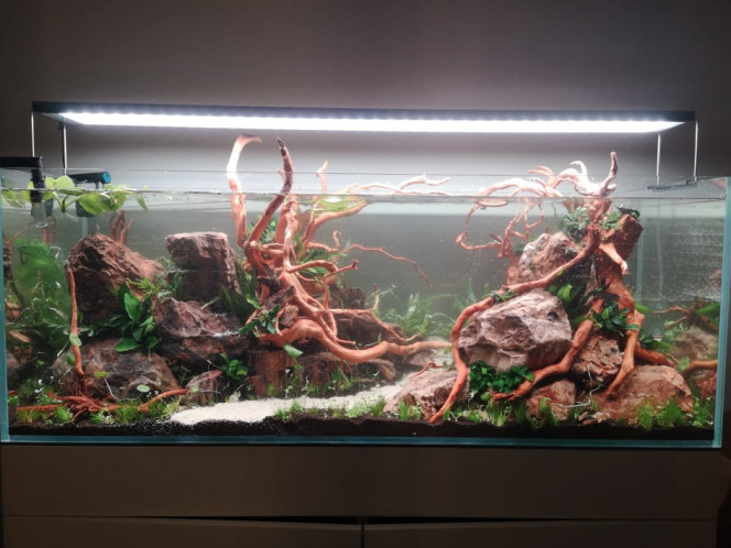 Mise en eau Plantation et mise en eau. Il reste pas mal de chantiers en cours : ce ne sont pas les bonnes cannes de filtration, j'ai dû utiliser certains cailloux du décor pour lester les plus grosses racines car la colle n'a pas tenu et elles se sont mis à flotter, idem pour lester la Cuba  en attendant qu'elle prenne racine
