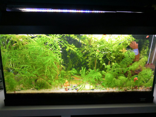  Dernière photo du bac avant " vidage". Les magnifiques collants de grand mère sont remplis (depuis 1 mois) de puzzolane et de nouilles céramique qui iront dans le filtre externe du prochain bac, histoire d'aider un peu l'implantation des bacteries