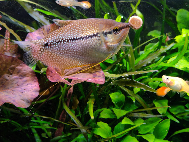 Photographie du post de MarleneMLX 