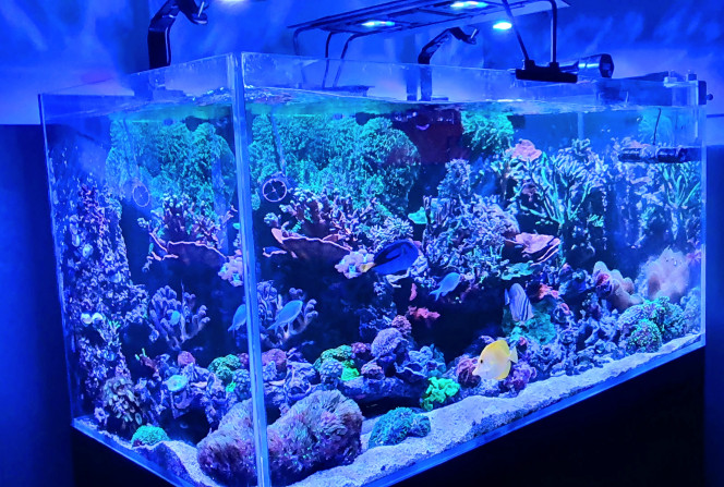 Nouveau rendu avec nouvelle rampe d'éclairage Avec 100w d'éclairage supplémentaire
