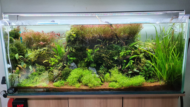 300l Bonne taille et gros nettoyage dans le 300l avant de changer un peu le décors bientôt