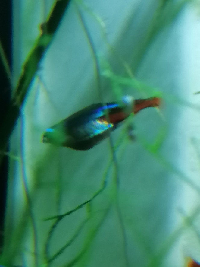 Photographie du post de Louvic2 