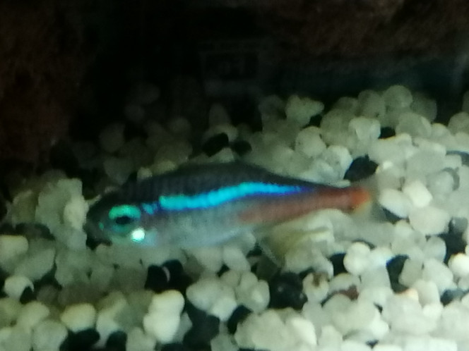 Photographie du post de Louvic2 