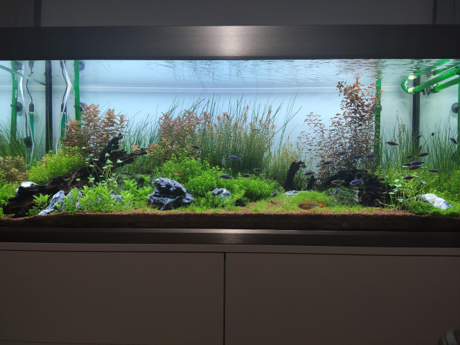 Proxima 325 Photo d'ensemble du bac après une petite taille ☺