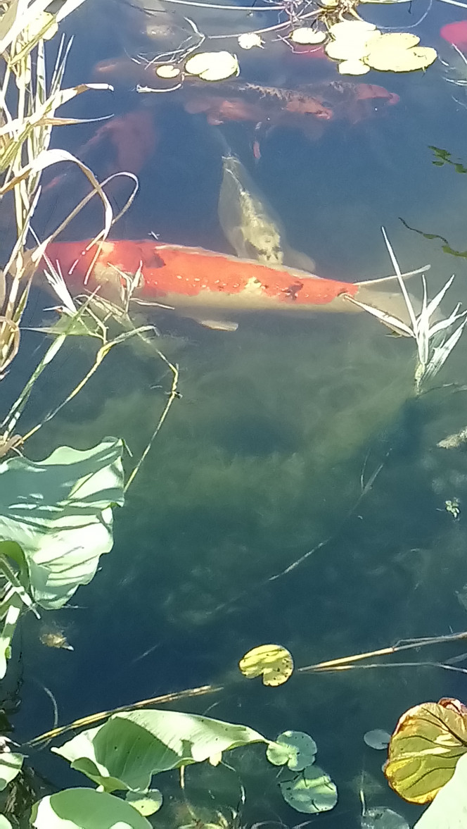 Koi ginrin sanke male 