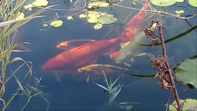 benigoi (rouge), ginrin sanke ( blanche, rouge et noir), purachina ( blanche) 