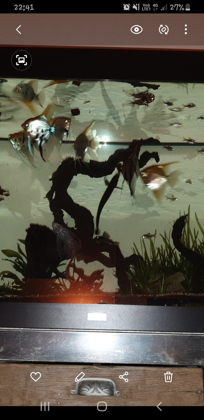 Aquarium salon À table! Les joueurs de cache-cache la journée se montrent enfin.