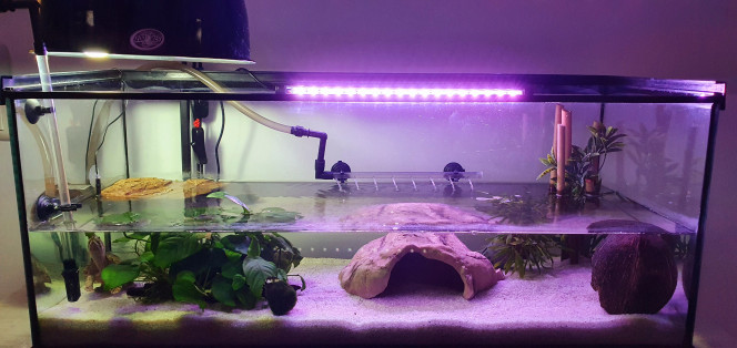 AQUARIUM TORTUE Voici mon aquarium pour ma sternotherus carinatus.

:)