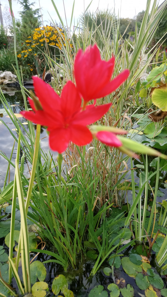 Floraison des lis des cafres Les dernières fleurs du bassin arrivent en septembre....