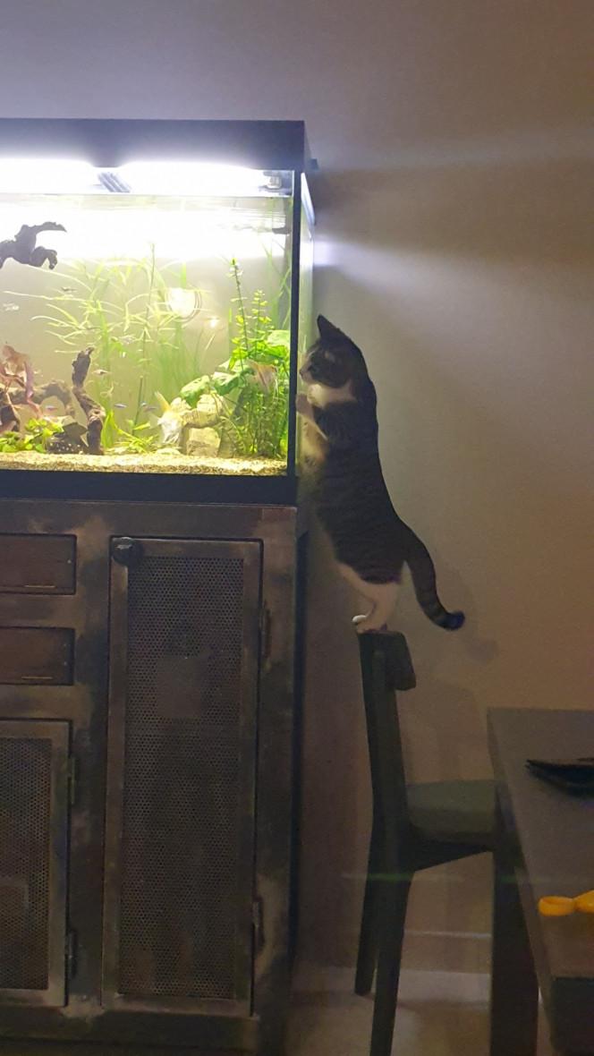 Aquarium salon Comment occuper un chat...