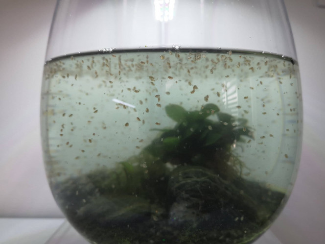 Introduction des daphnies Aujourd'hui j'ai ajouté les daphnies à mon bac, j'ai aussi récupéré des phases dans mon aquarium principal. J'ai commencé à les nourrir avec de la chlorella et de la spiruline